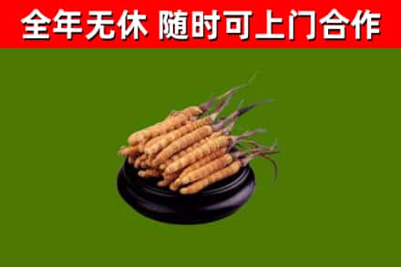 崆峒回收冬虫夏草